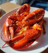 lobster close up